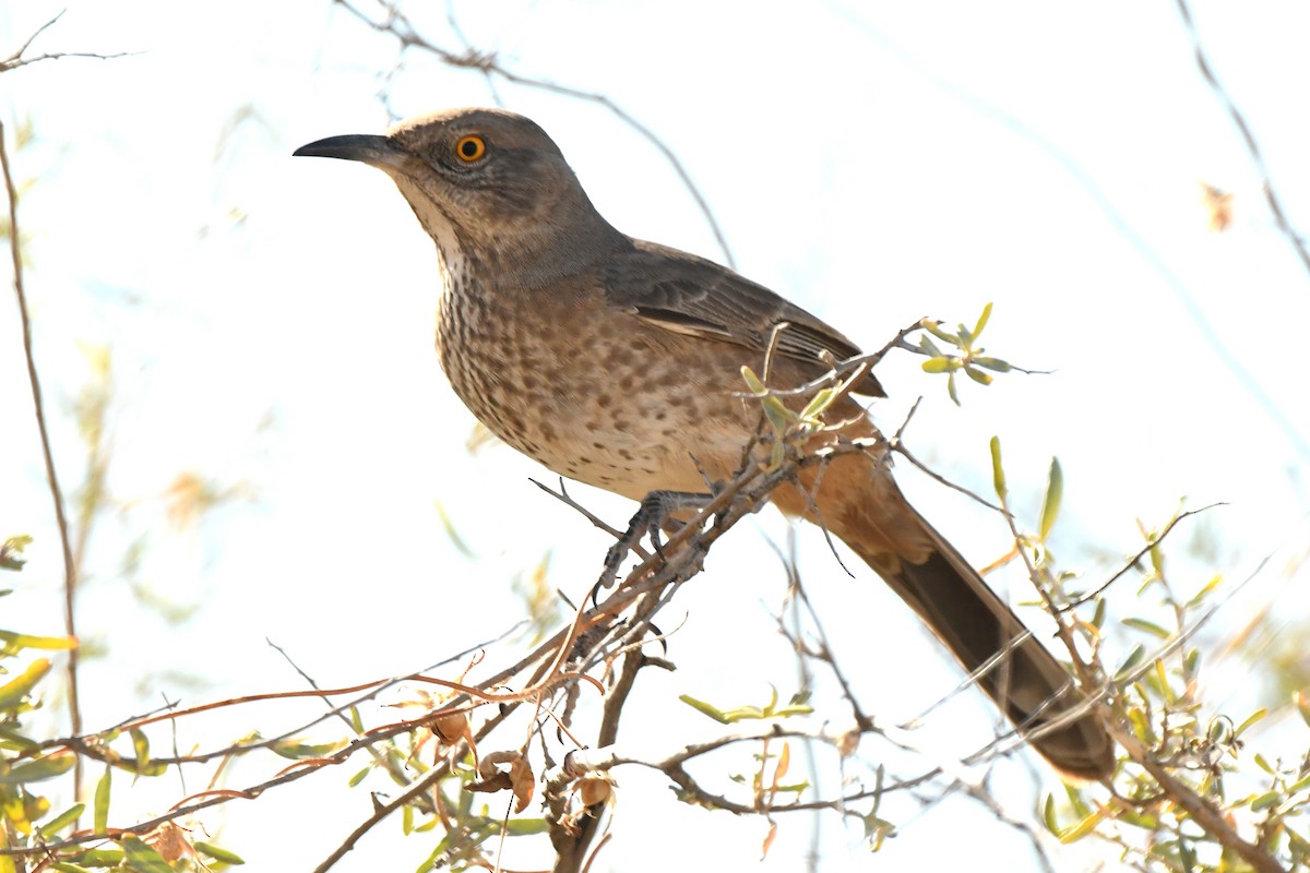 Bendire's Thrasher - ML394420321