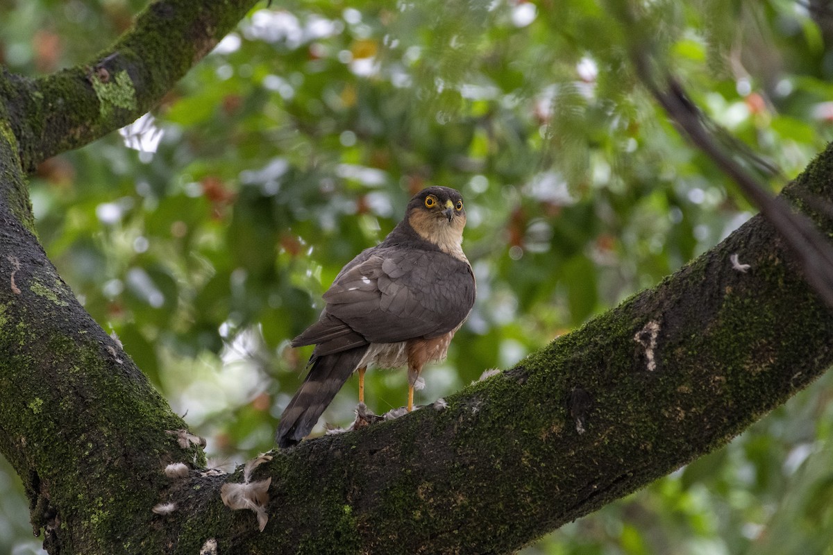 Sharp-shinned Hawk - ML394420811