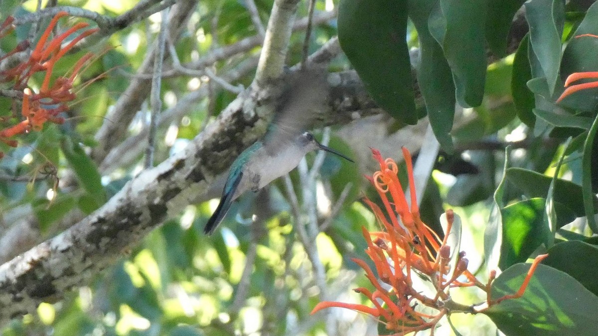 Wedge-tailed Sabrewing - ML394421461