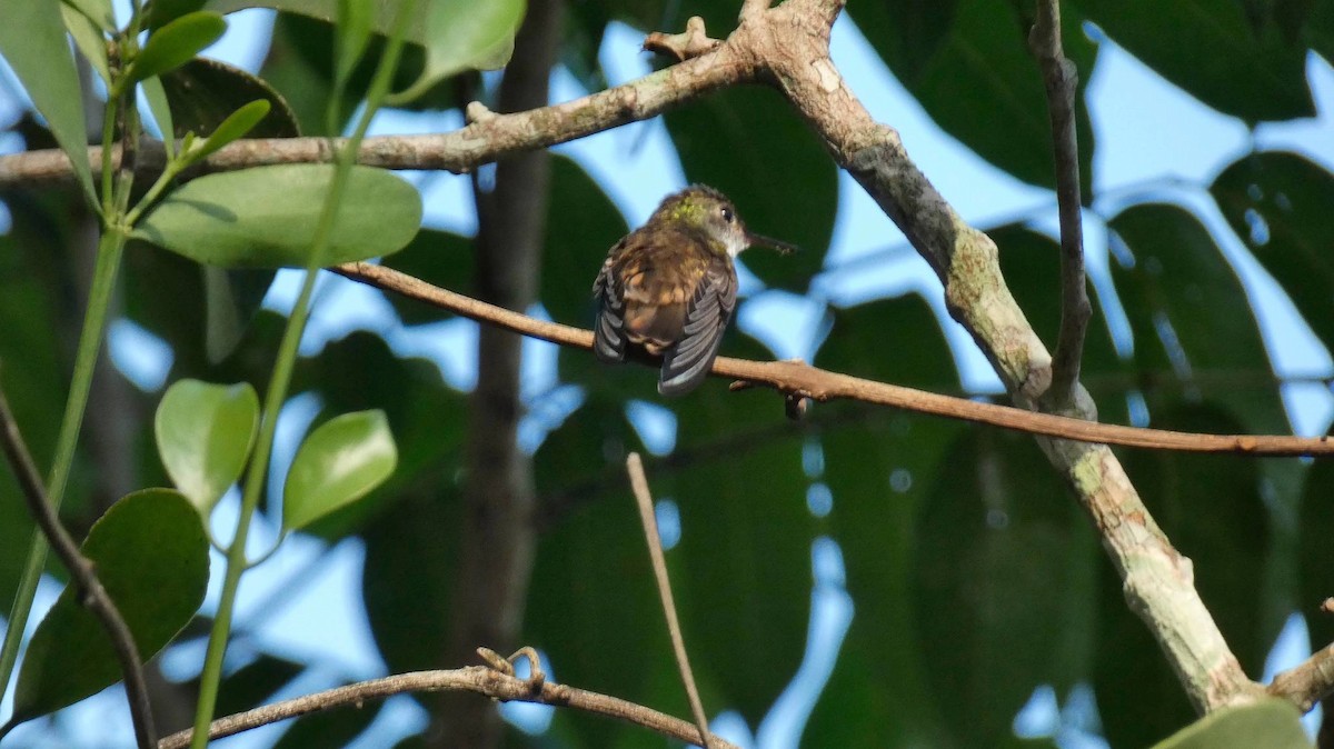 White-bellied Emerald - ML394421471