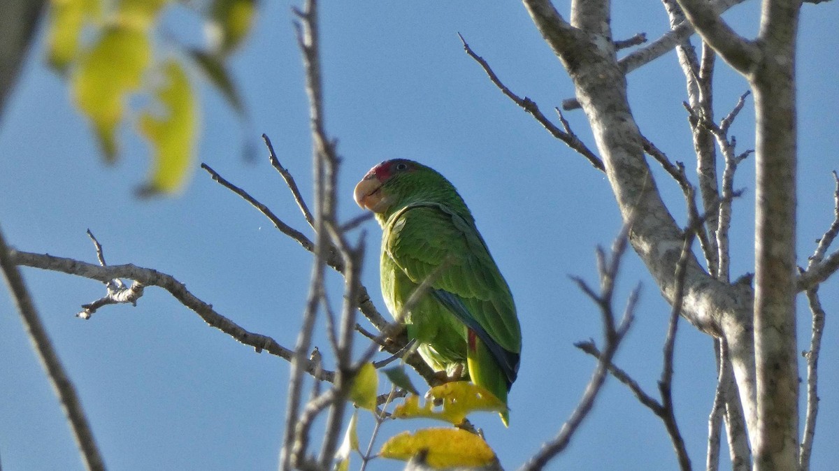 White-fronted Parrot - ML394421521