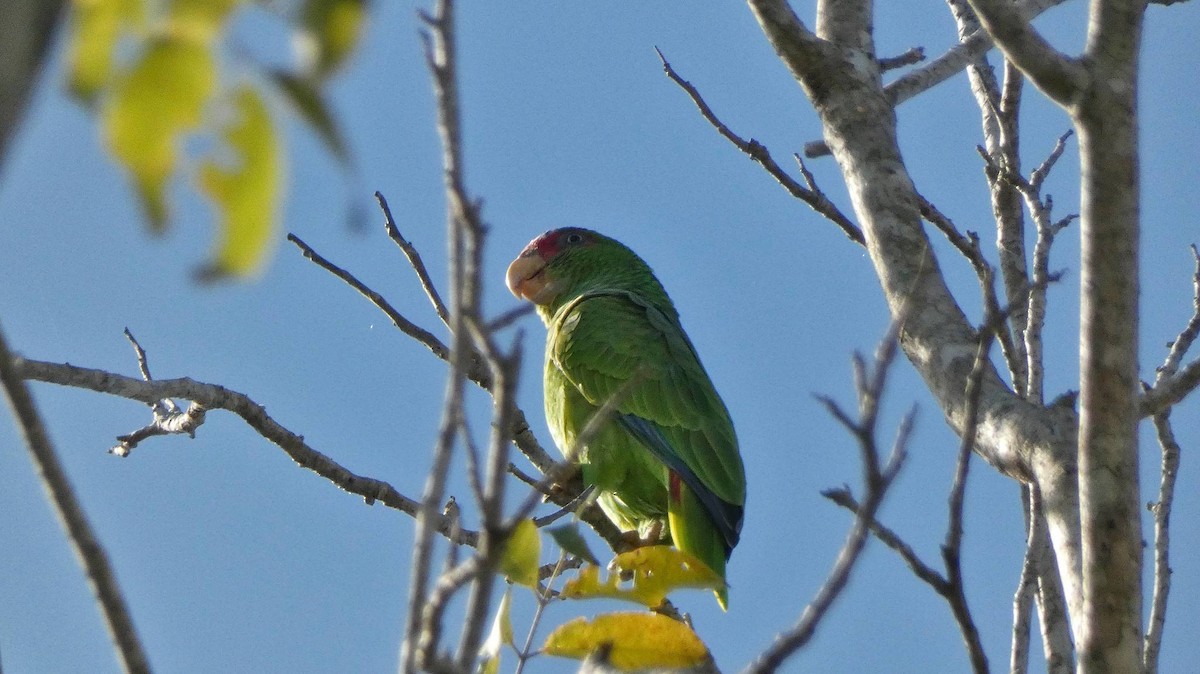 White-fronted Amazon - ML394421521