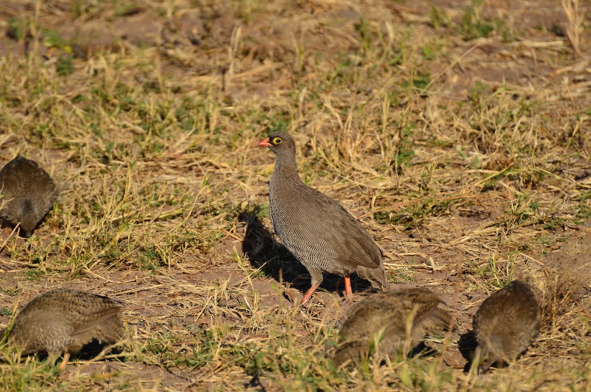 Francolin à bec rouge - ML394423671