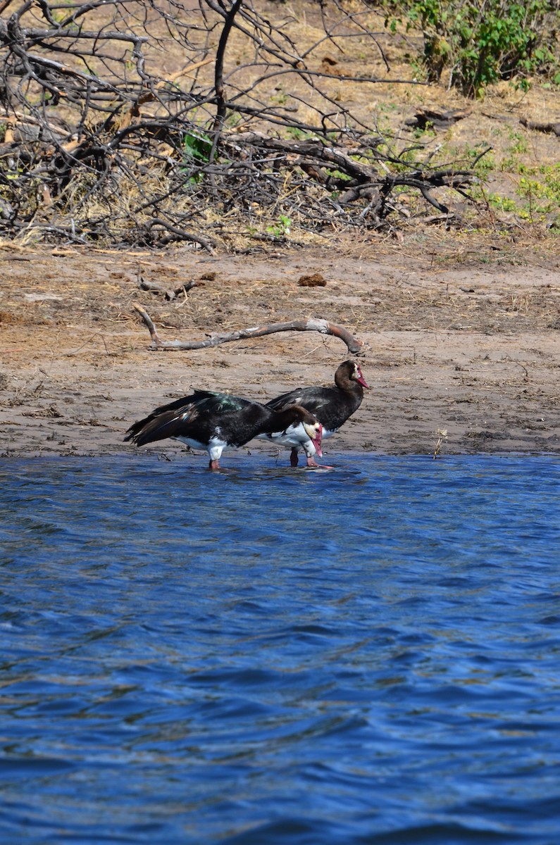 Spur-winged Goose - ML394423911