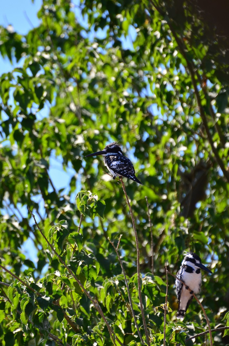 Pied Kingfisher - ML394424111