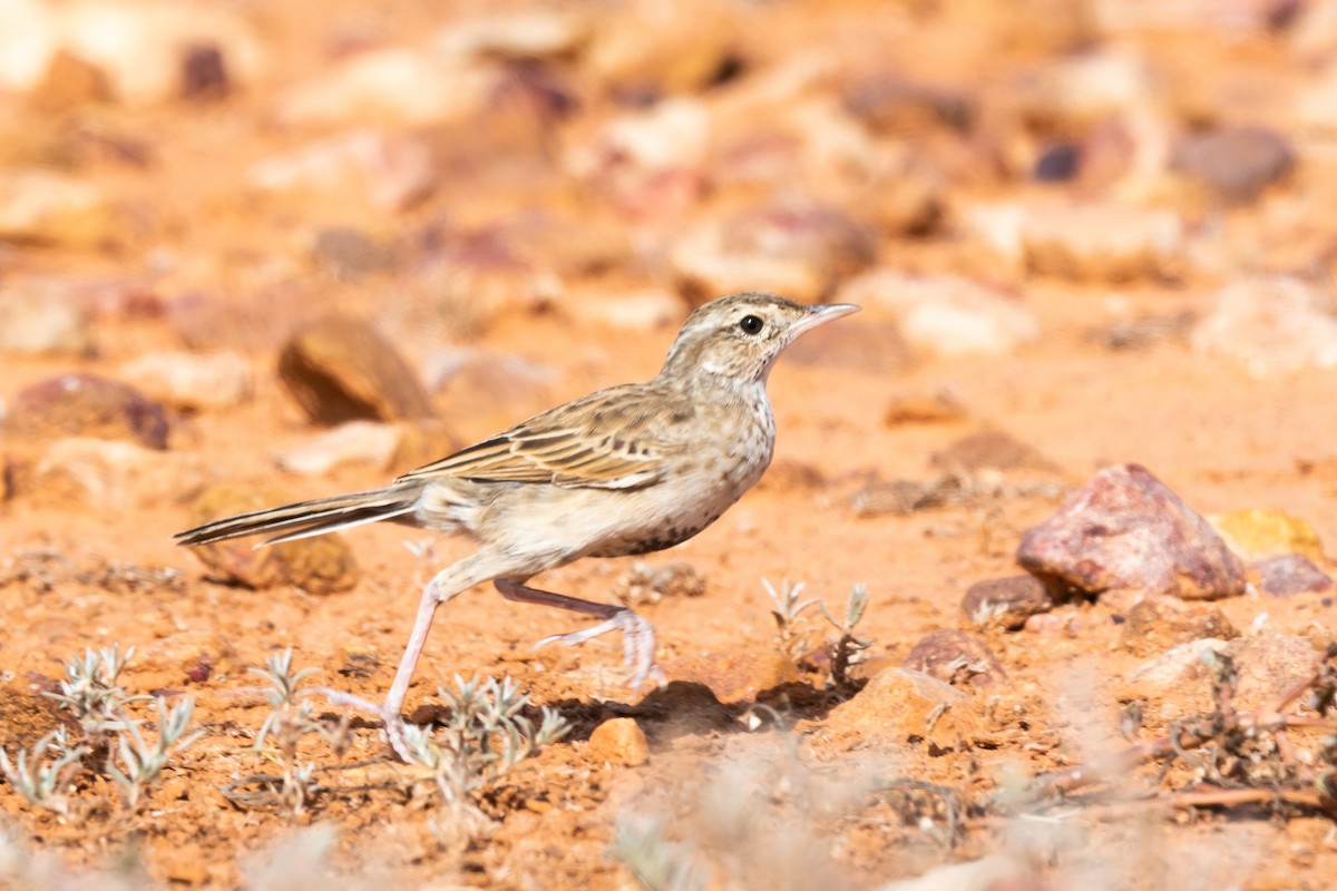 Brown Songlark - ML394424231