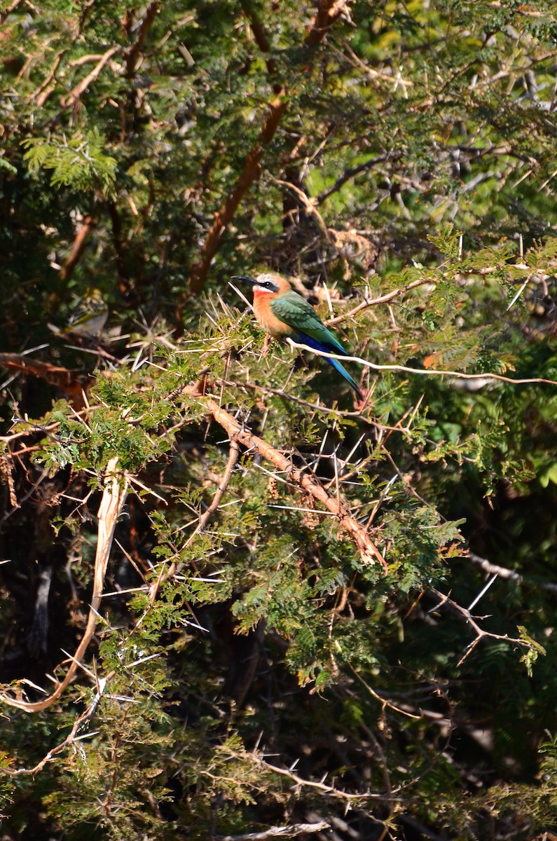 White-fronted Bee-eater - ML394424261