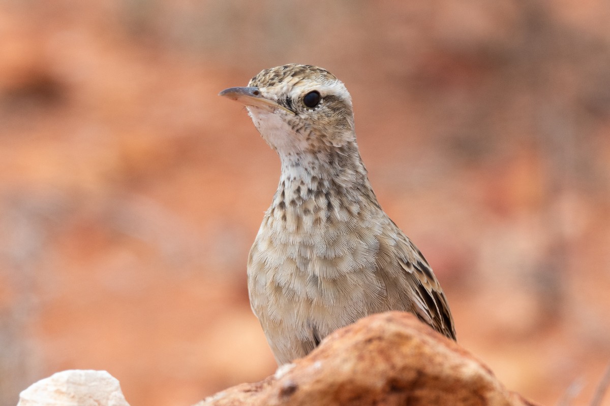 Brown Songlark - ML394424281