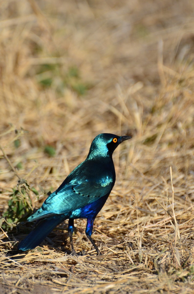 Greater Blue-eared Starling - ML394424301