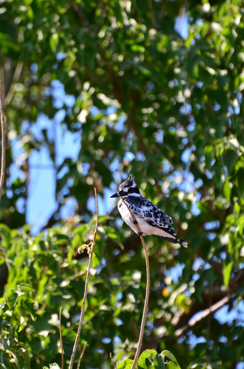 Pied Kingfisher - ML394424381