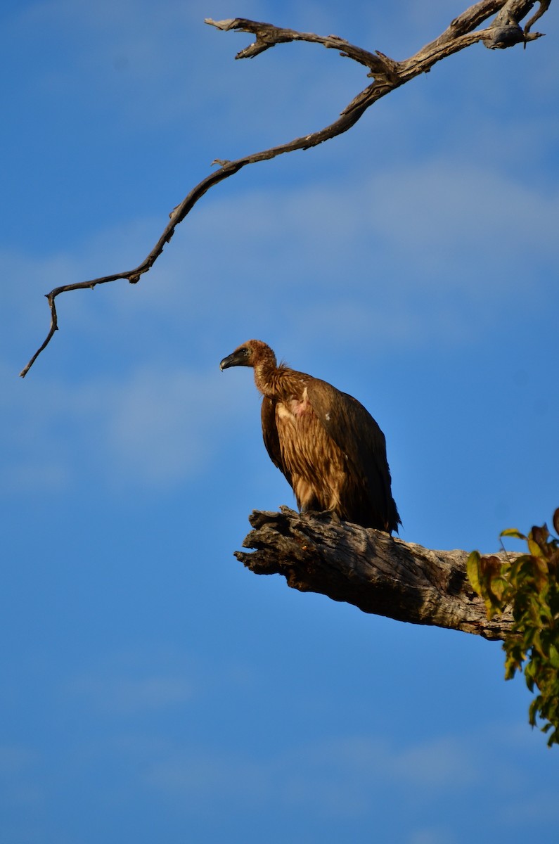 White-backed Vulture - Stephen Bogush