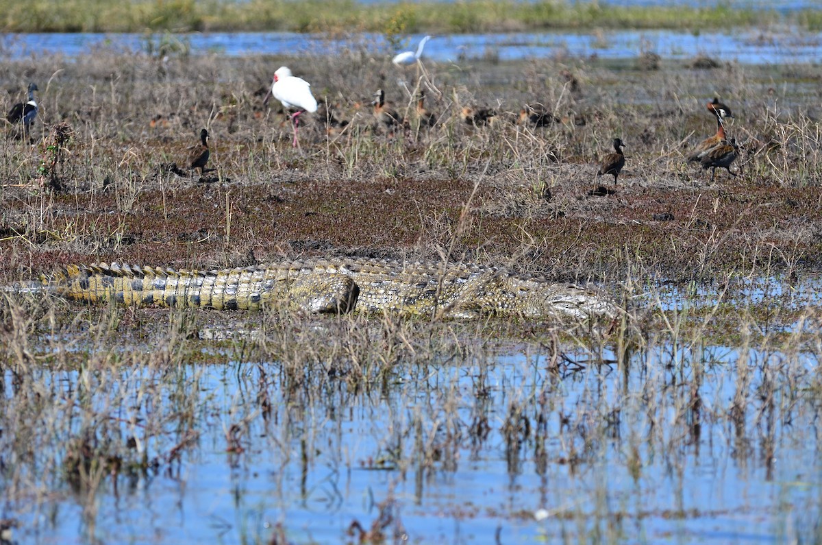 African Spoonbill - ML394424851