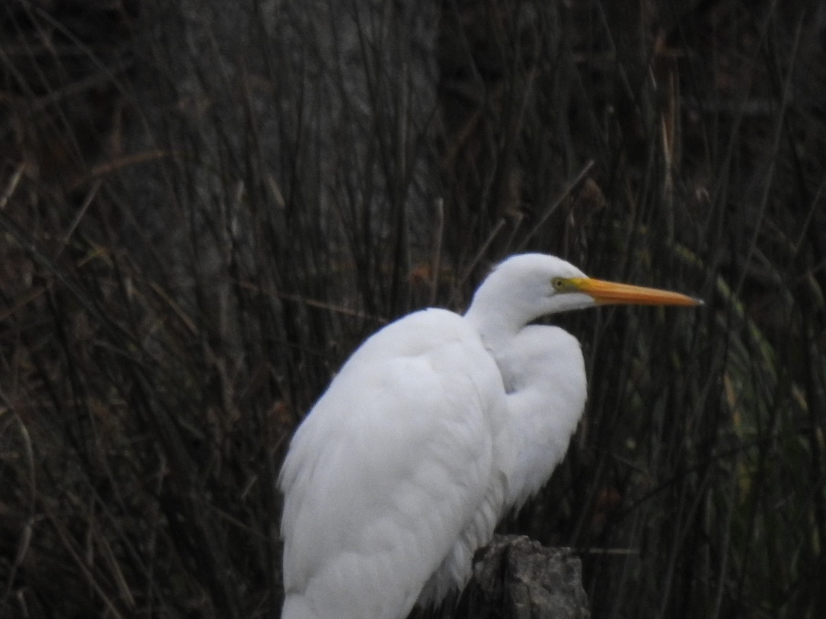 Great Egret - ML394426701