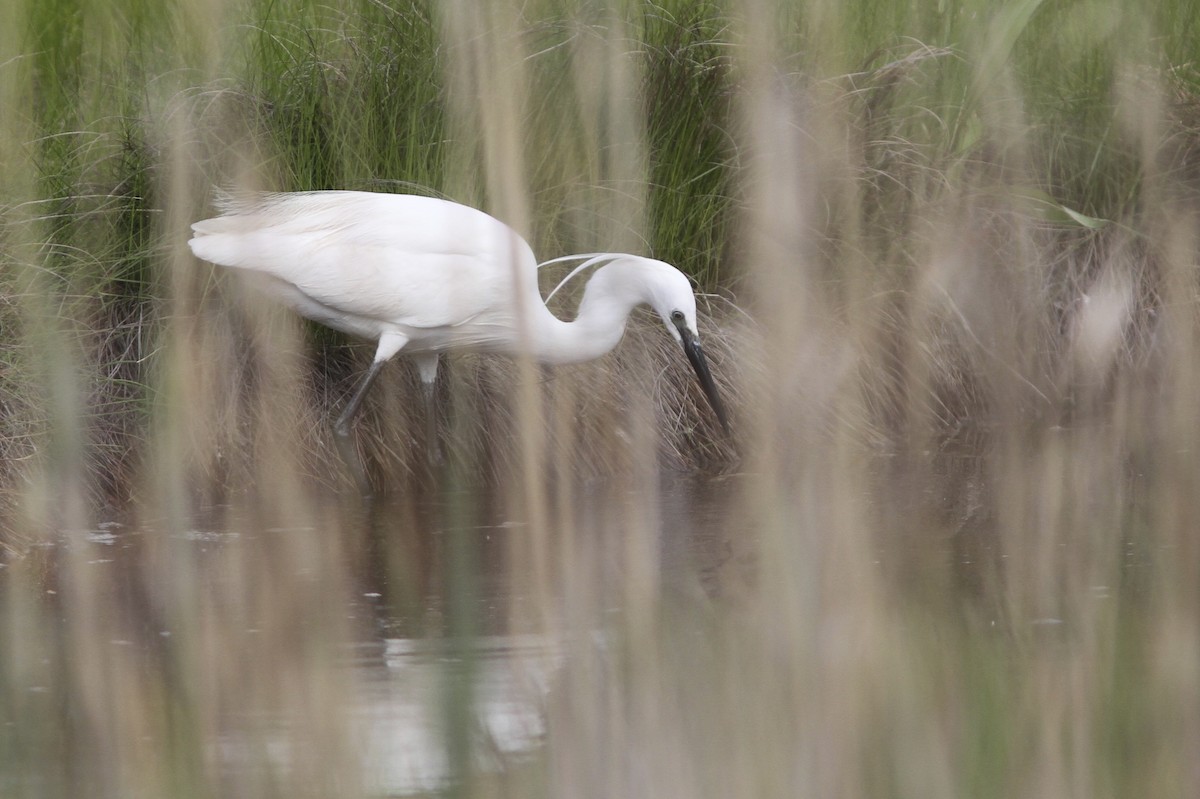 Little Egret - Doug Hitchcox