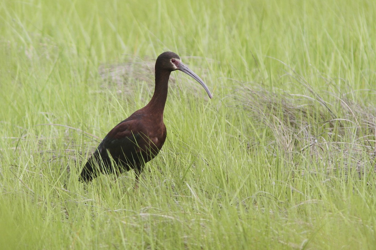 ibis americký - ML39442971