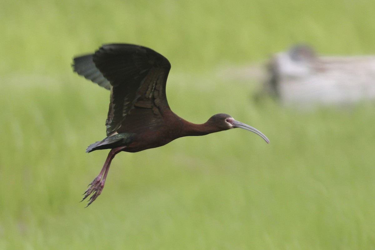 ibis americký - ML39442991