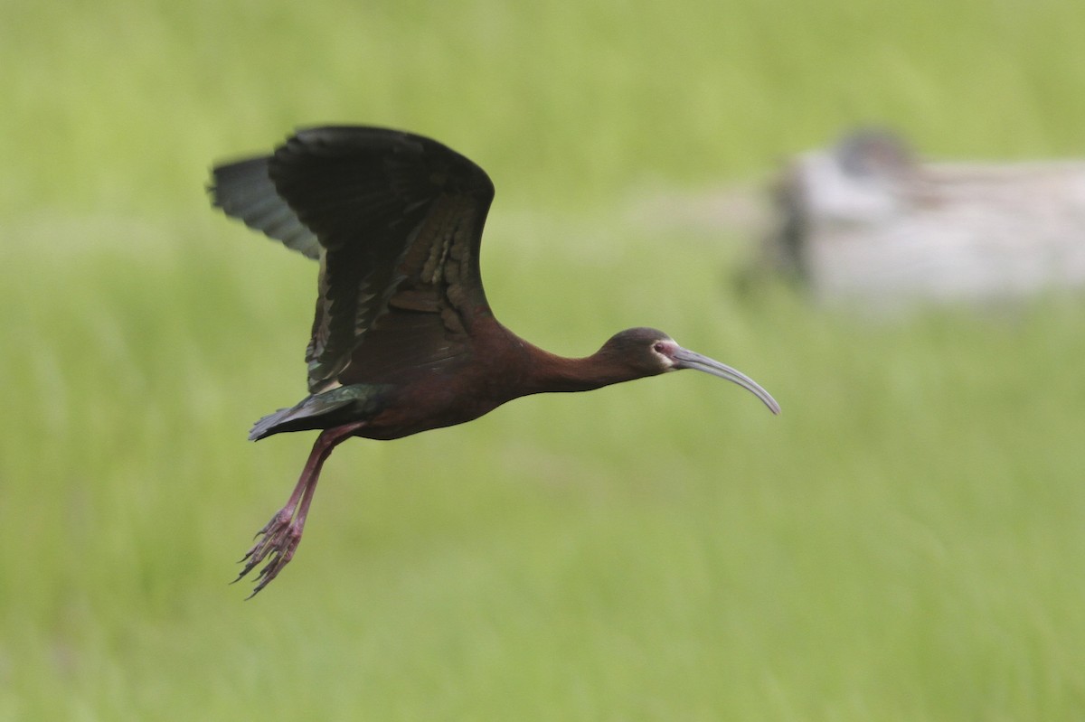 hvitgrimeibis - ML39442991