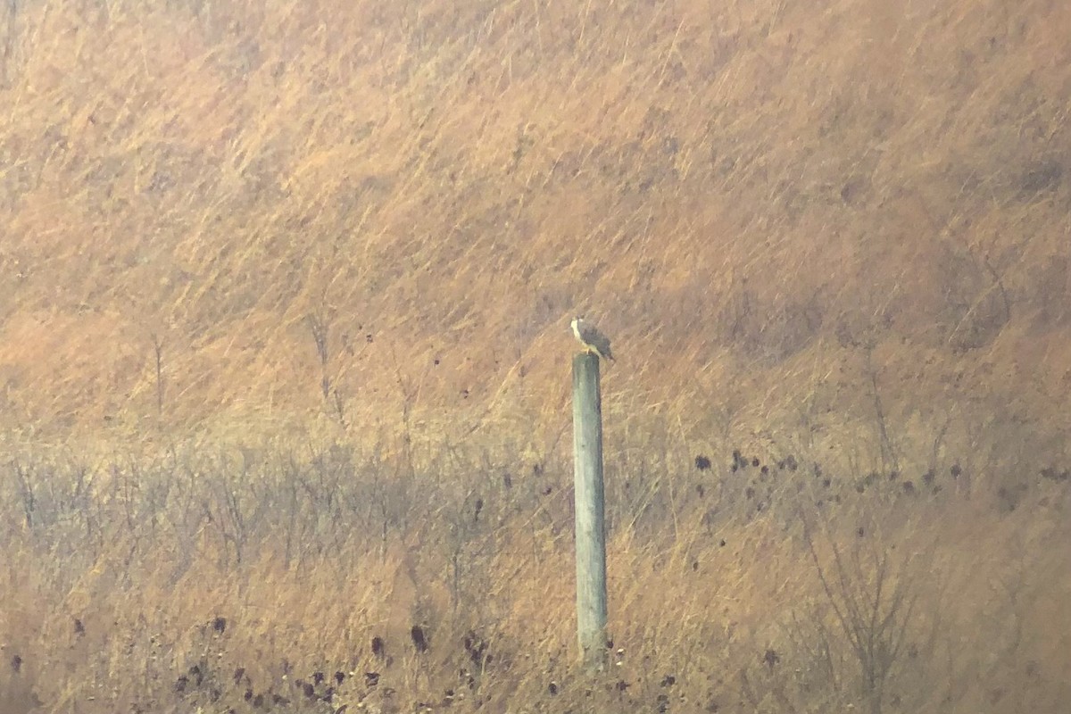 Prairie Falcon - ML394430571