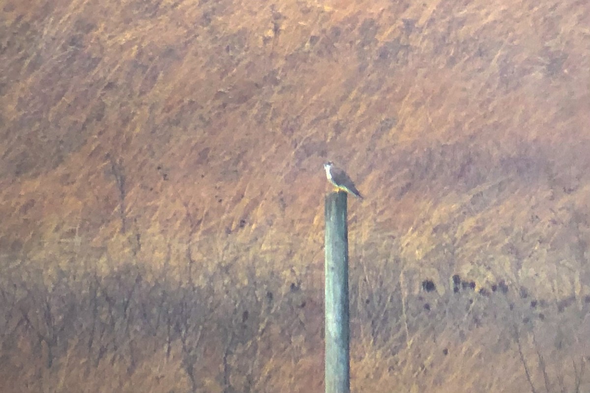Prairie Falcon - ML394430591