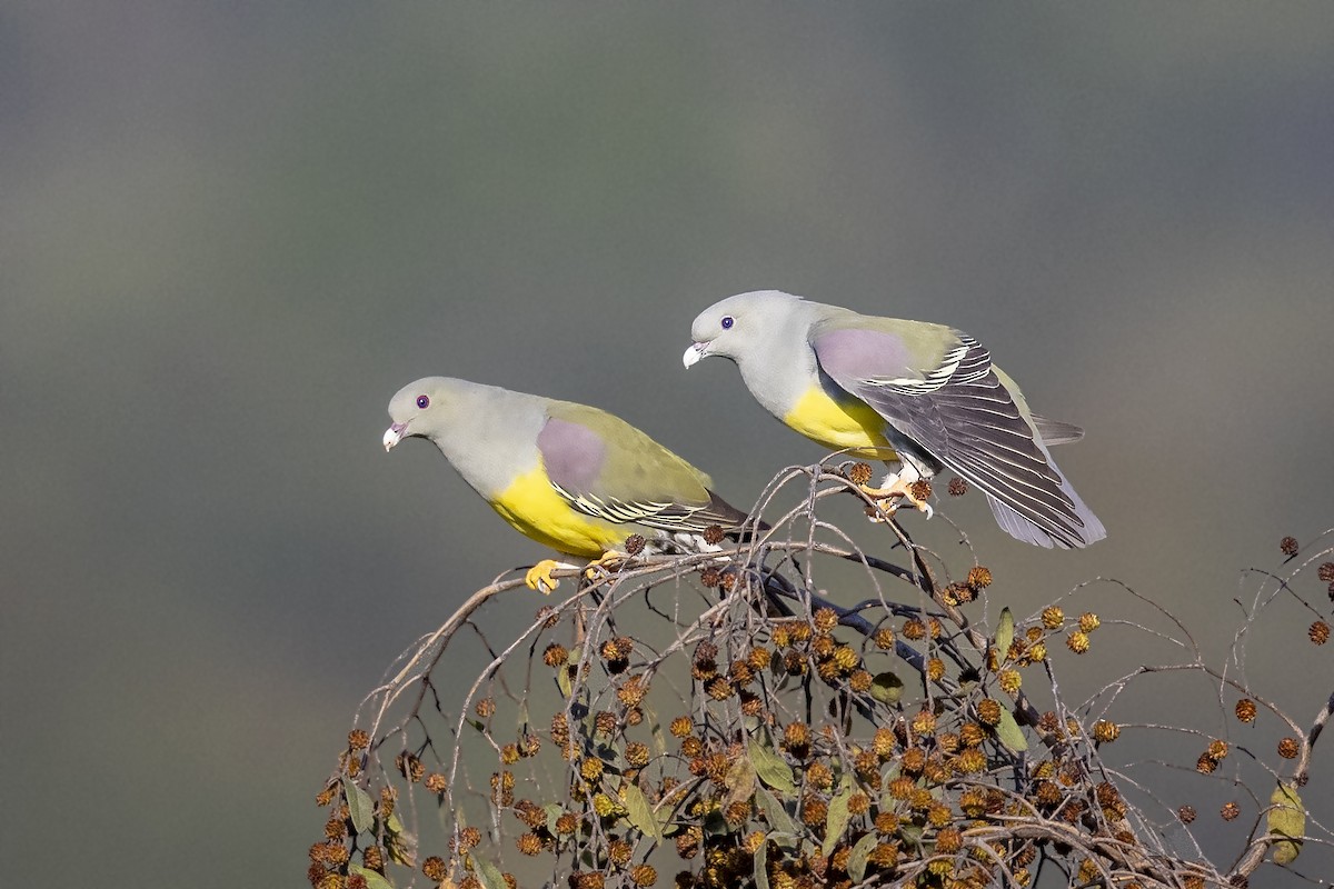 Bruce's Green-Pigeon - ML394431191