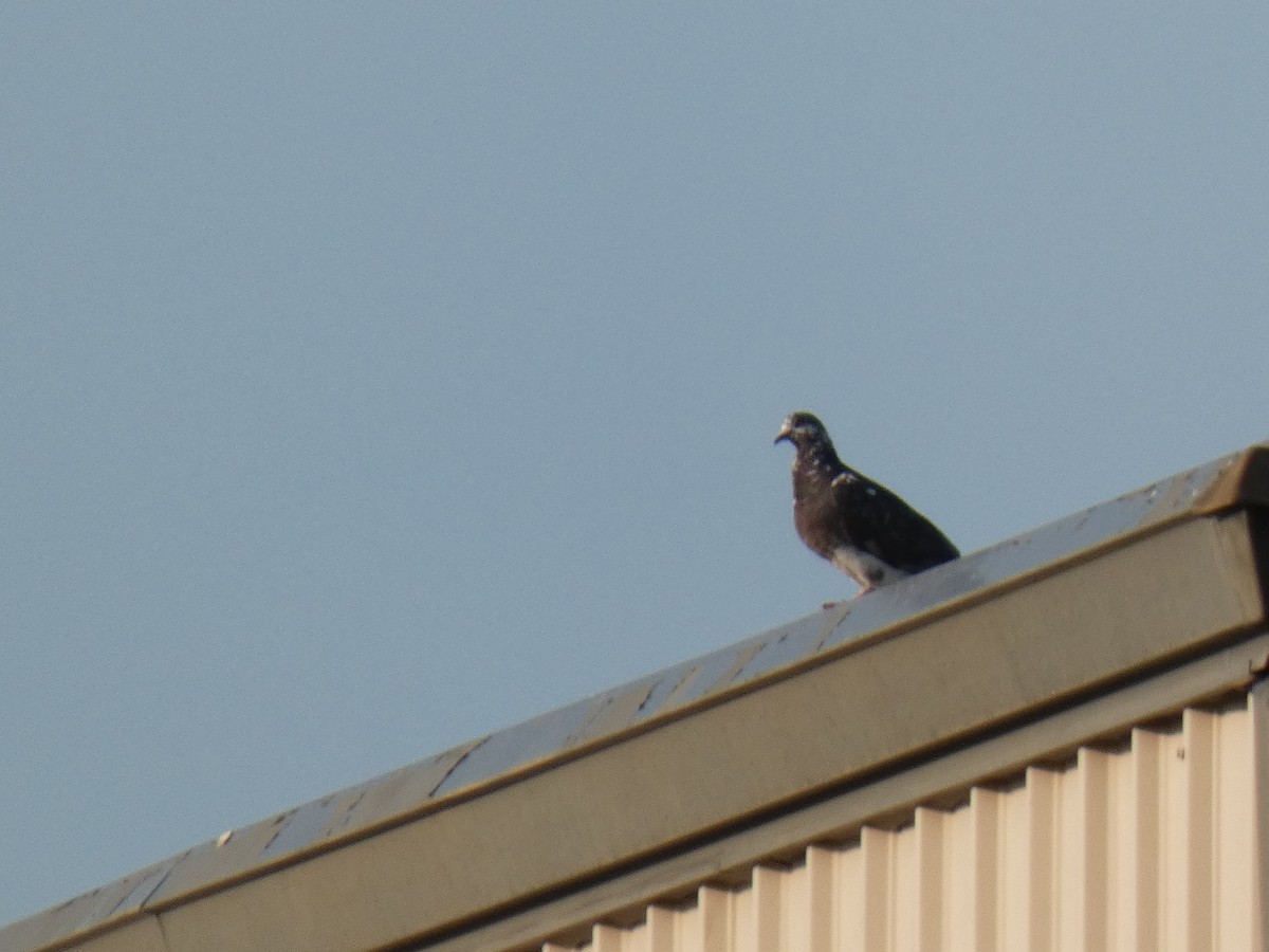 Rock Pigeon (Feral Pigeon) - ML394436551