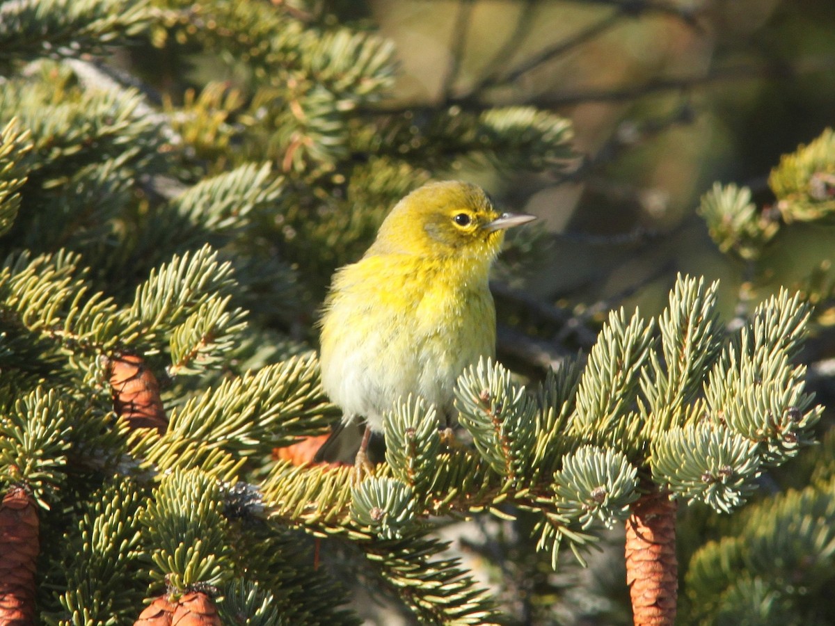 Pine Warbler - ML394437161