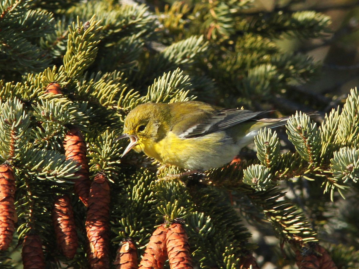 Pine Warbler - ML394437171