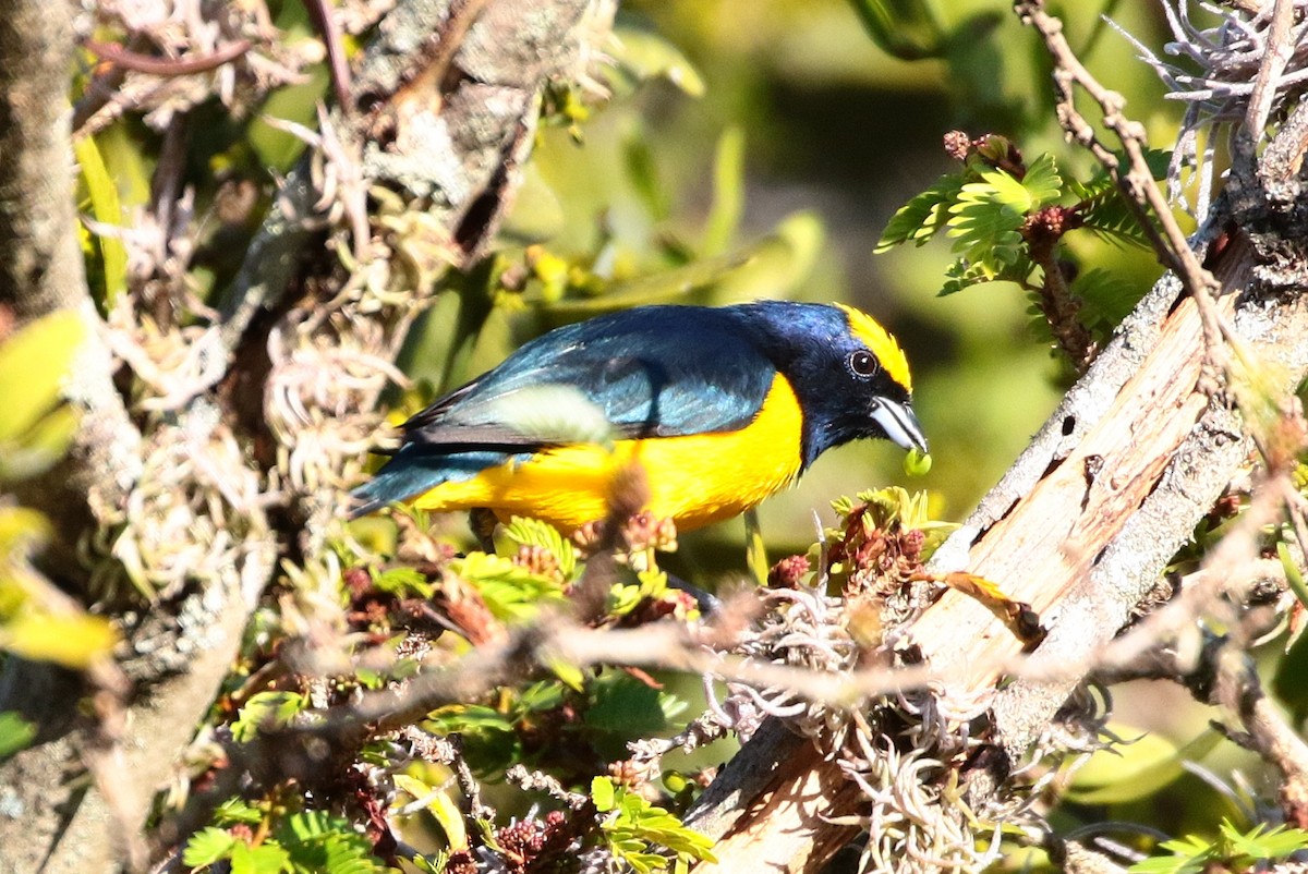 Trinidad Euphonia - Margareta Wieser