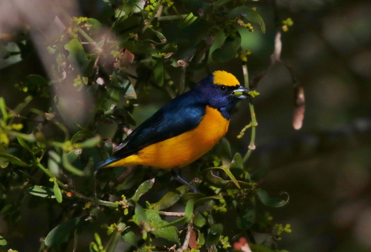 Trinidad Euphonia - Margareta Wieser