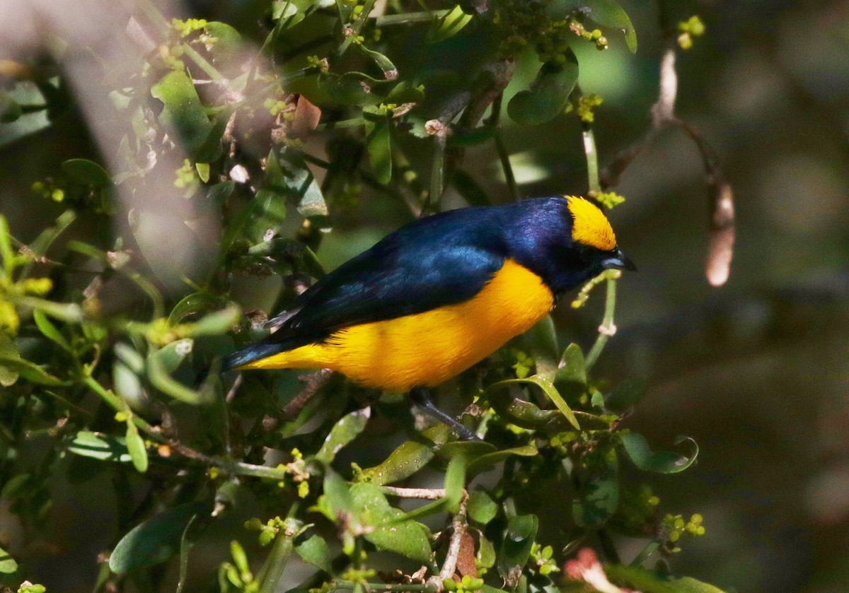 Trinidad Euphonia - ML394437971