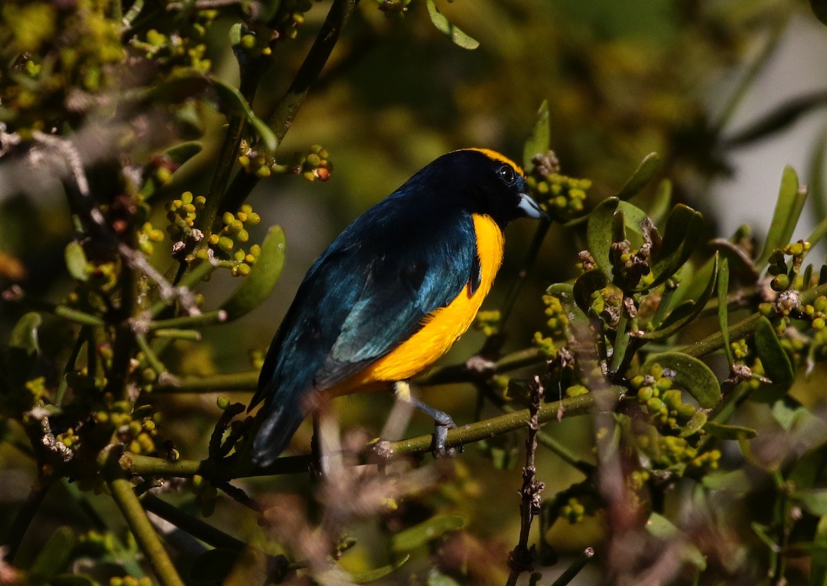 Trinidad Euphonia - Margareta Wieser