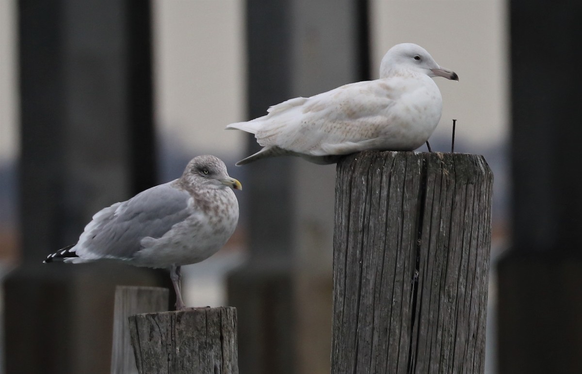 Glaucous Gull - ML394438731