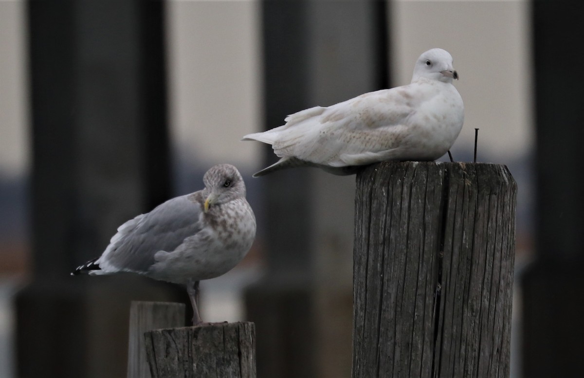 Glaucous Gull - bill belford