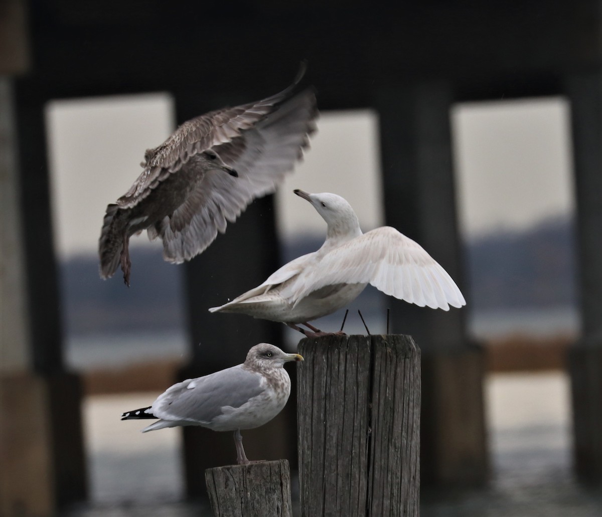 Glaucous Gull - ML394438891