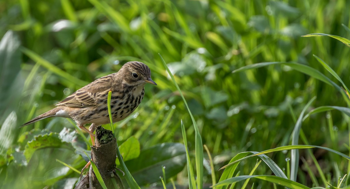 Meadow Pipit - Francisco Pires