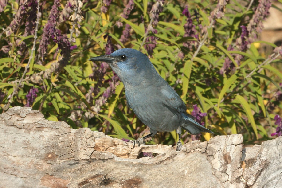 eBird Checklist - 21 Nov 2009 - Battiste's Bird Garden - 1 species