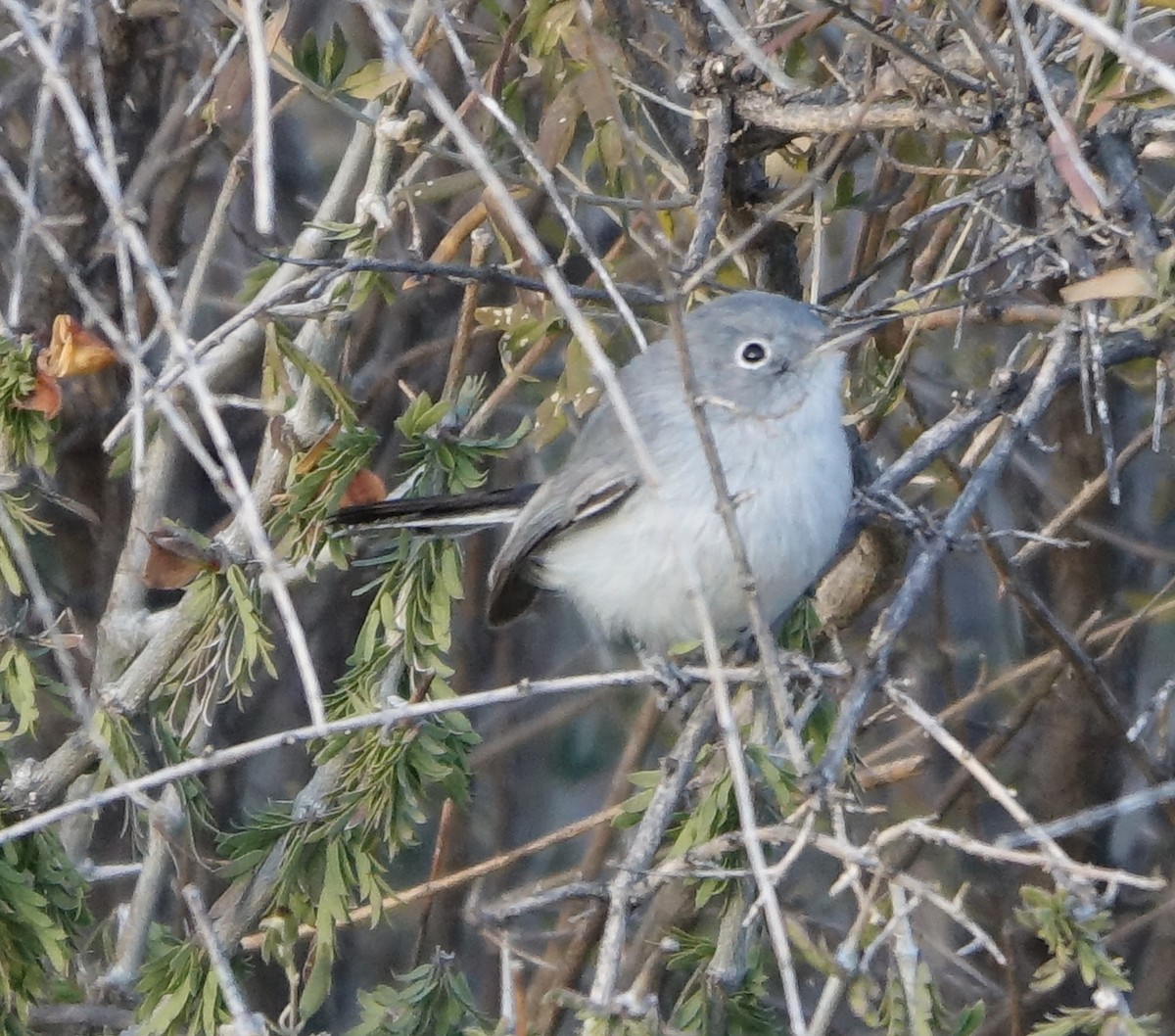 Blue-gray Gnatcatcher - ML394443421