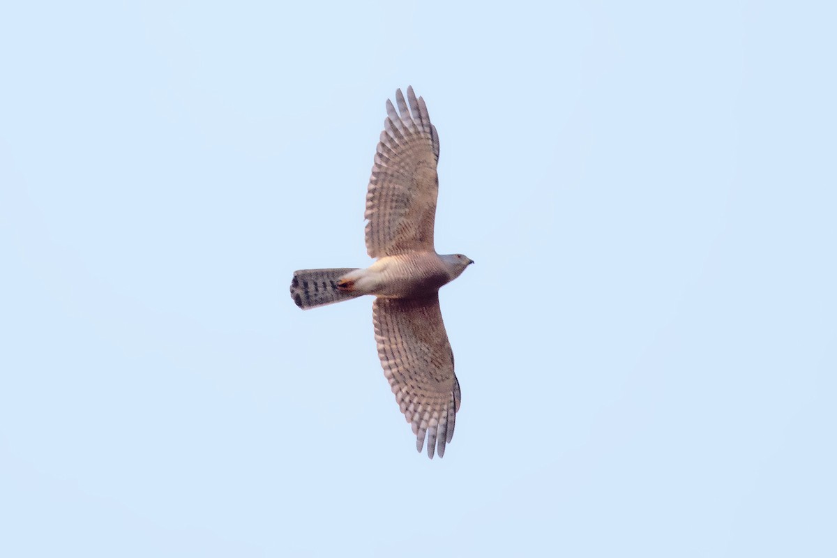 African Cuckoo-Hawk - ML394445311