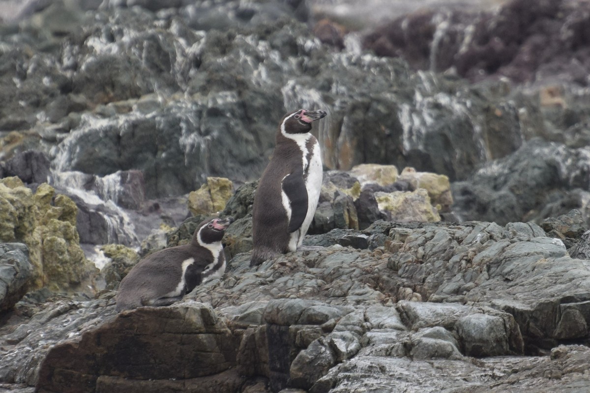 Pingüino de Humboldt - ML394445381