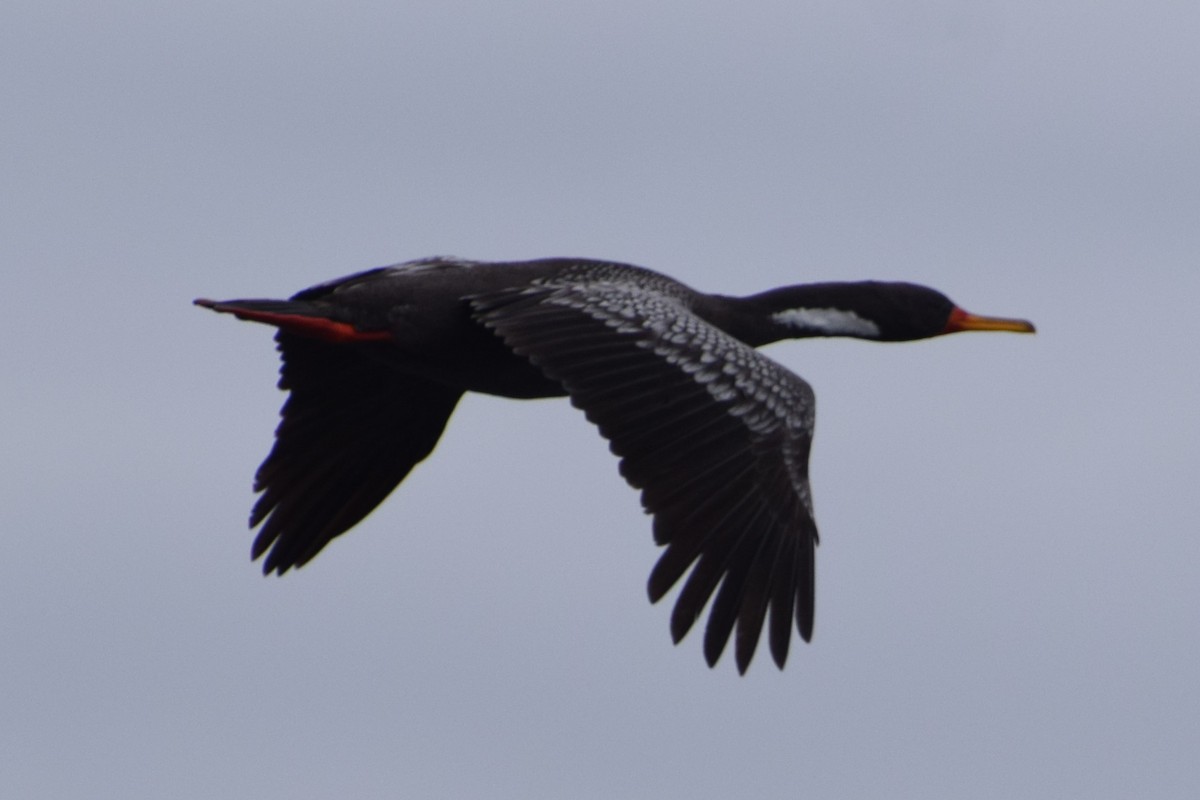 Red-legged Cormorant - ML394445571