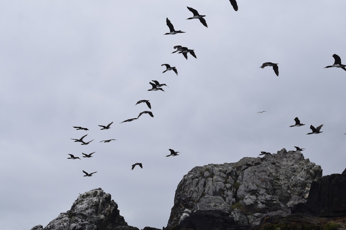 Guanay Cormorant - Laura Valdivia Dubo - REDAVES