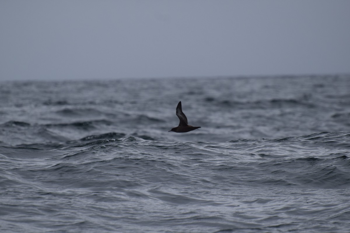 Sooty Shearwater - Laura Valdivia Dubo - REDAVES