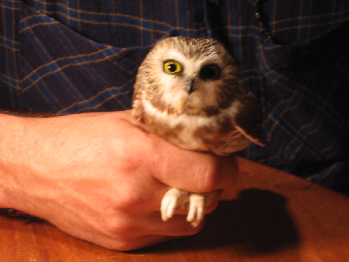 Northern Saw-whet Owl - ML39444731