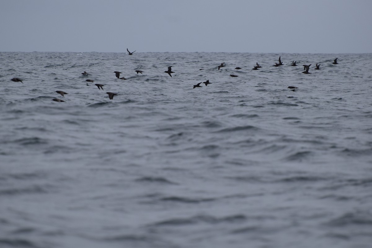 Sooty Shearwater - Laura Valdivia Dubo - REDAVES