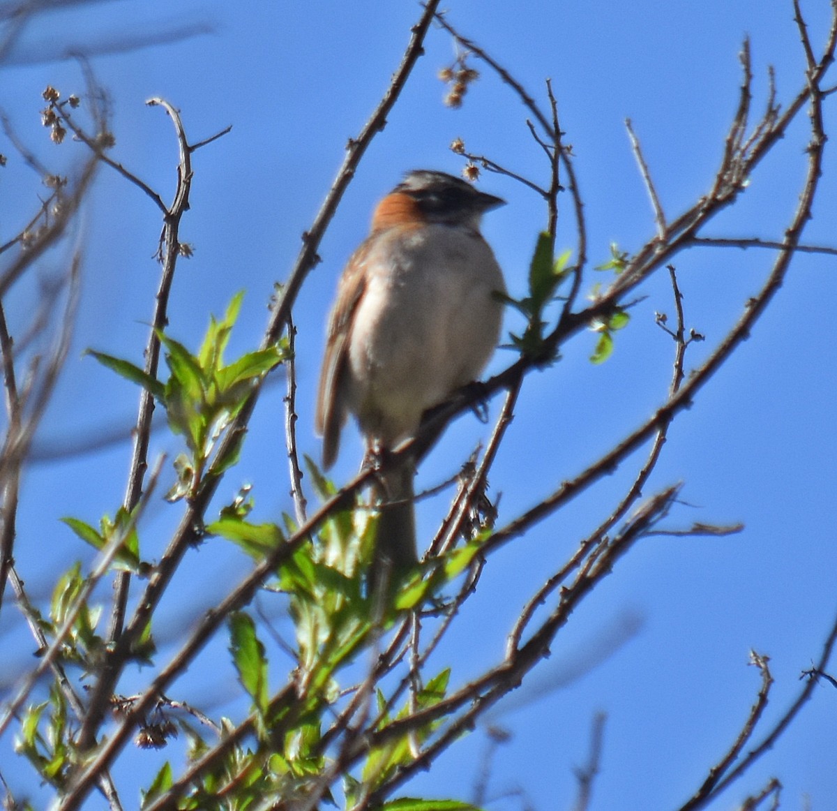 Rufous-collared Sparrow - ML394449981