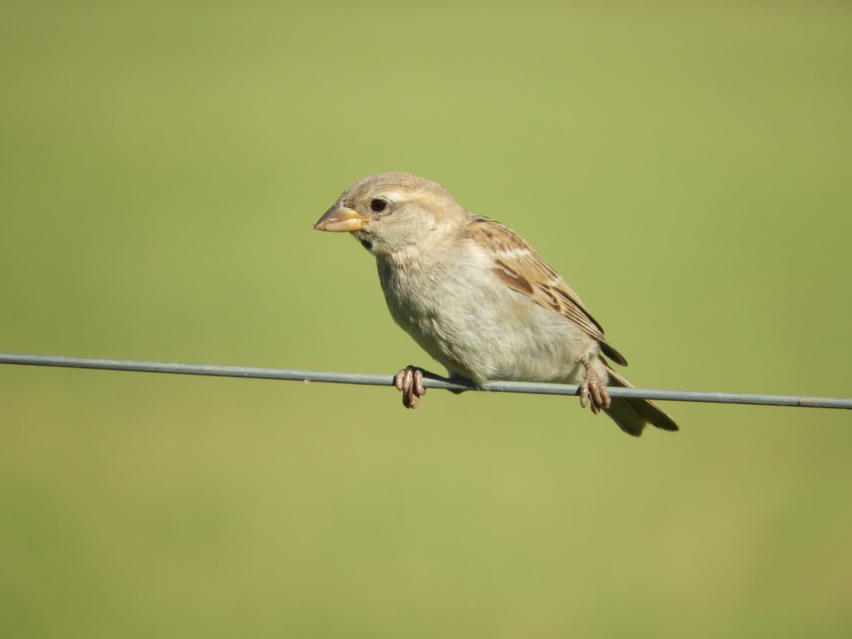 House Sparrow - Silvia Enggist