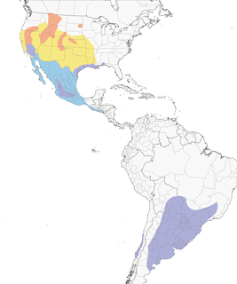 Distribution of the White-faced Ibis - Range Map