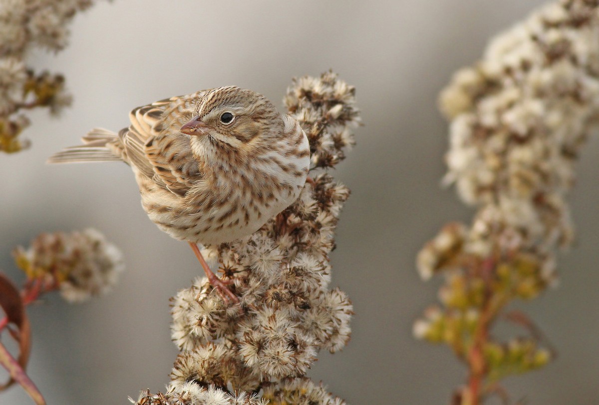 Savannah Sparrow (Ipswich) - Jeremiah Trimble