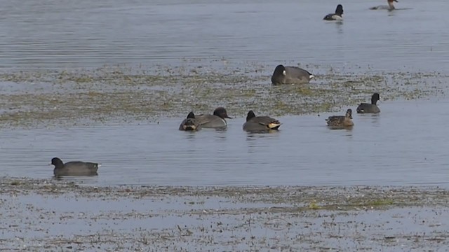 Green-winged Teal - ML394454601