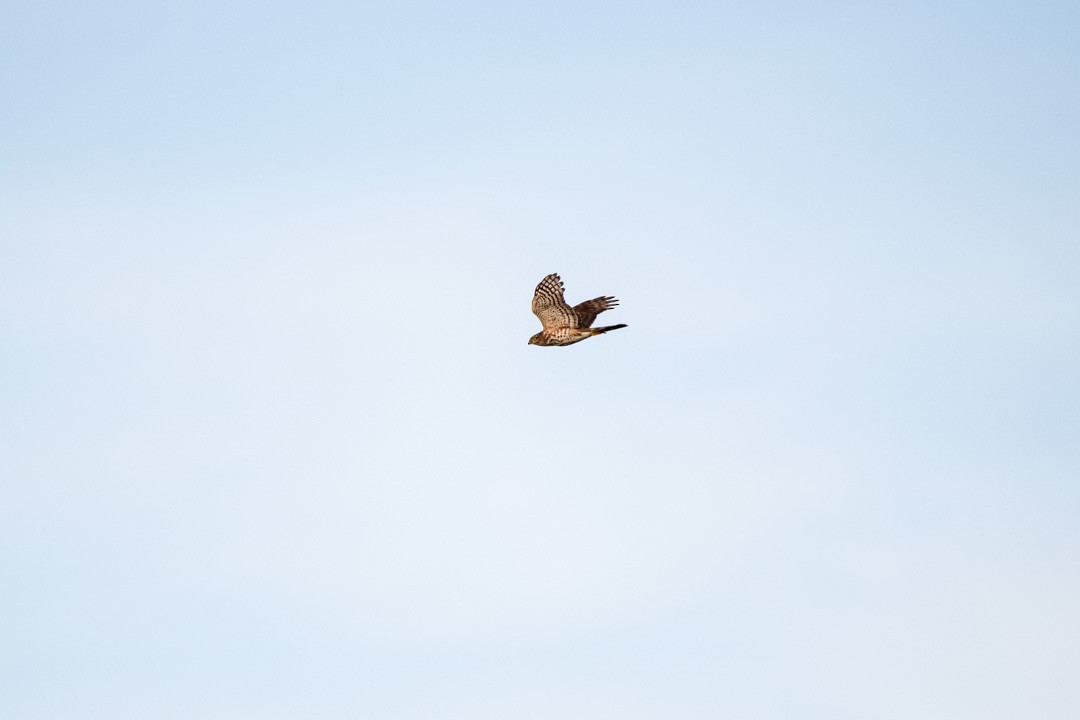 Sharp-shinned Hawk - ML394455301